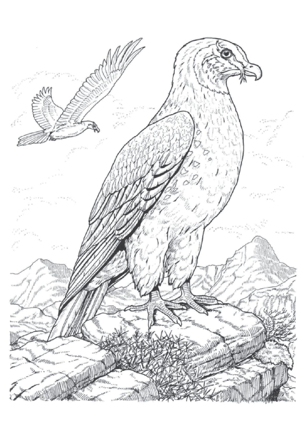 African harrier hawk