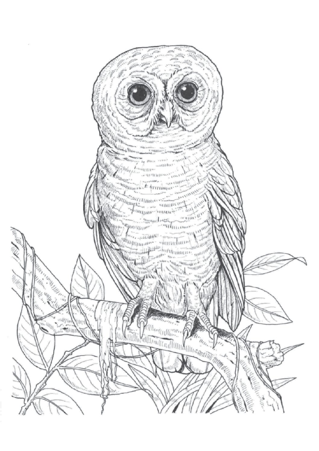 African wood owl