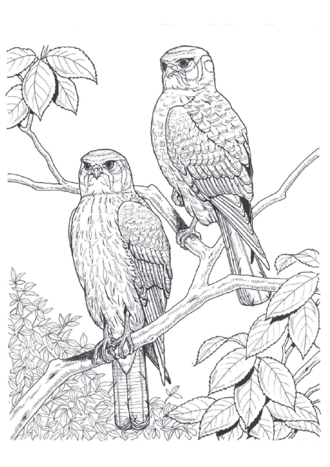 American Kestrel