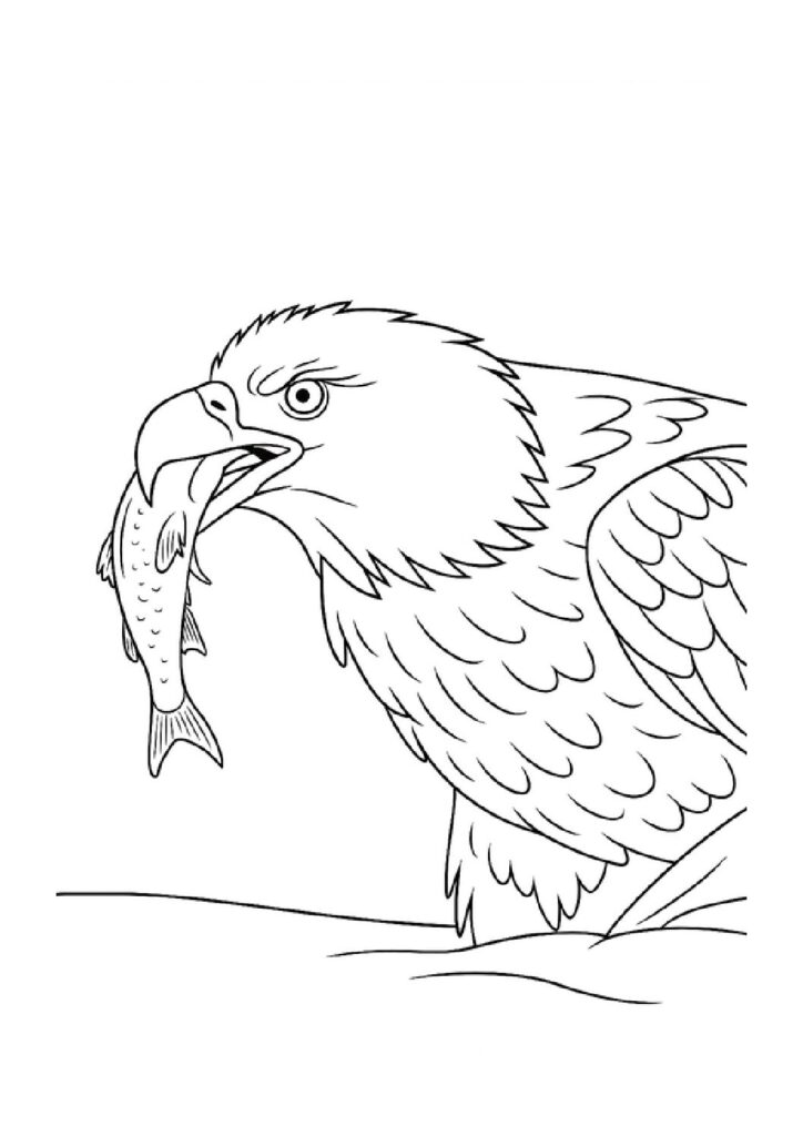 Bald eagle eating a fish