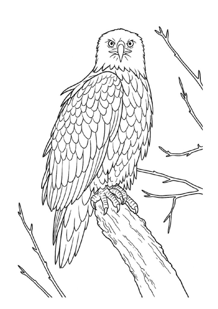 Bald eagle