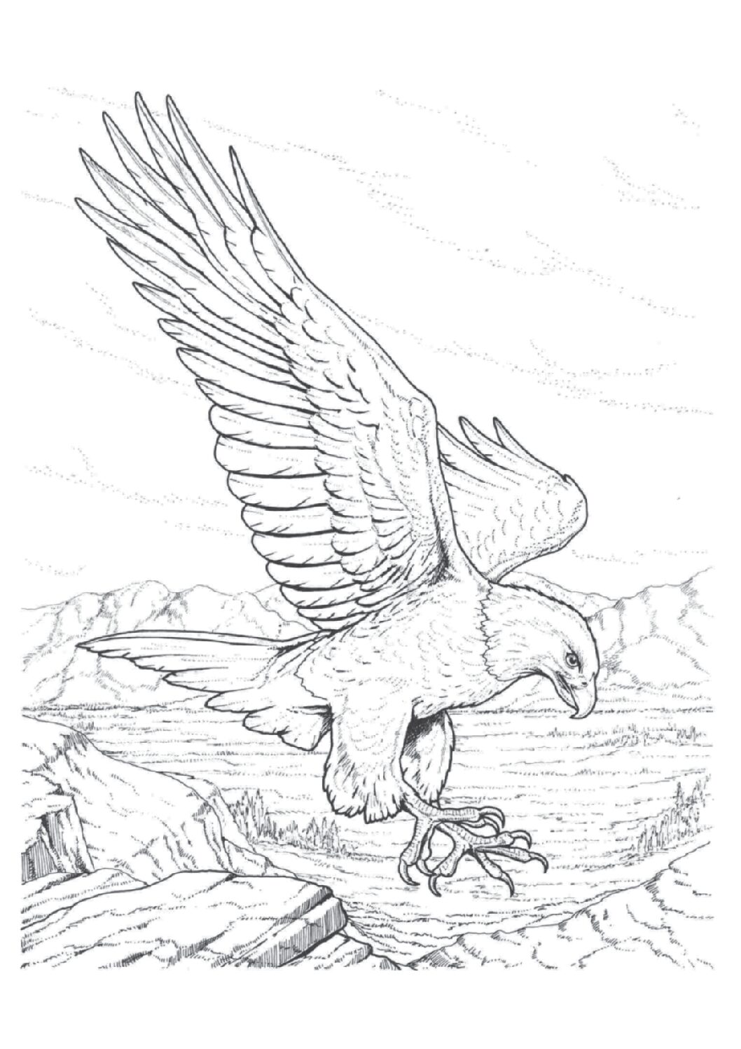 Bald eagle