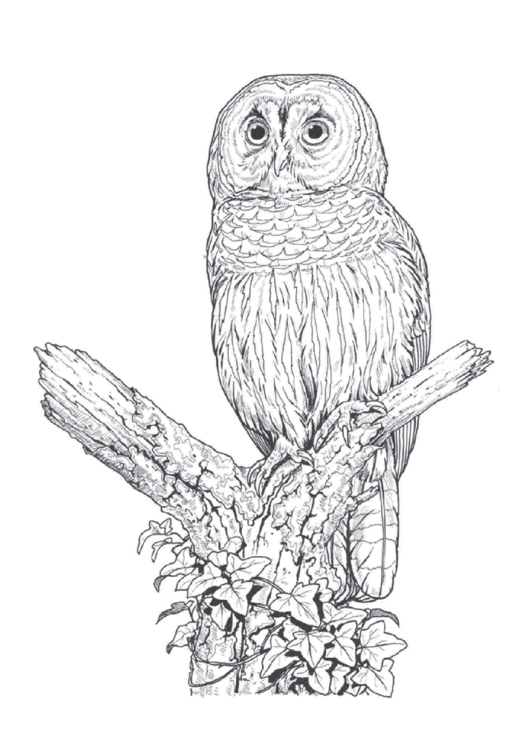 Barred owl
