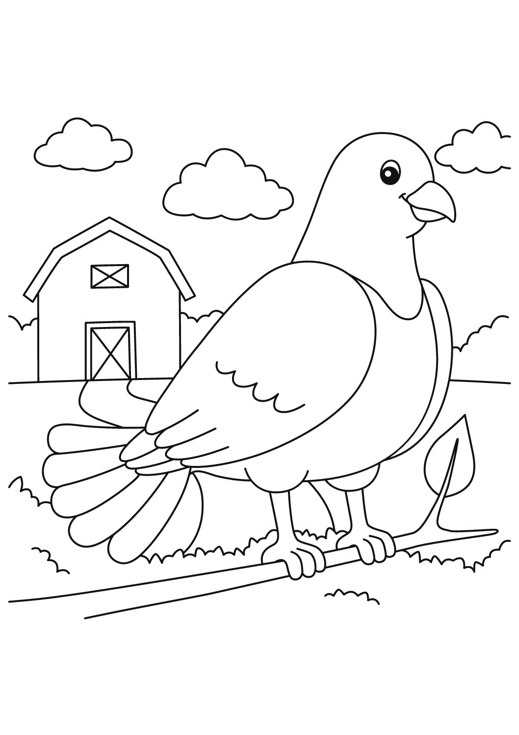 Pigeon