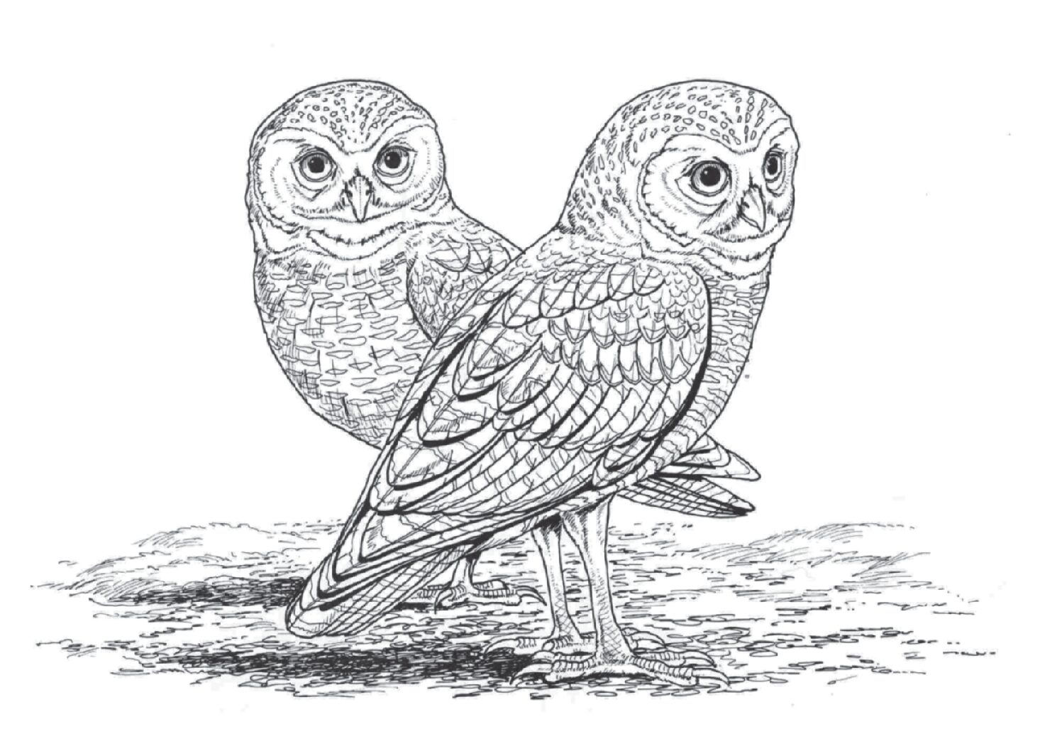 Burrowing owl
