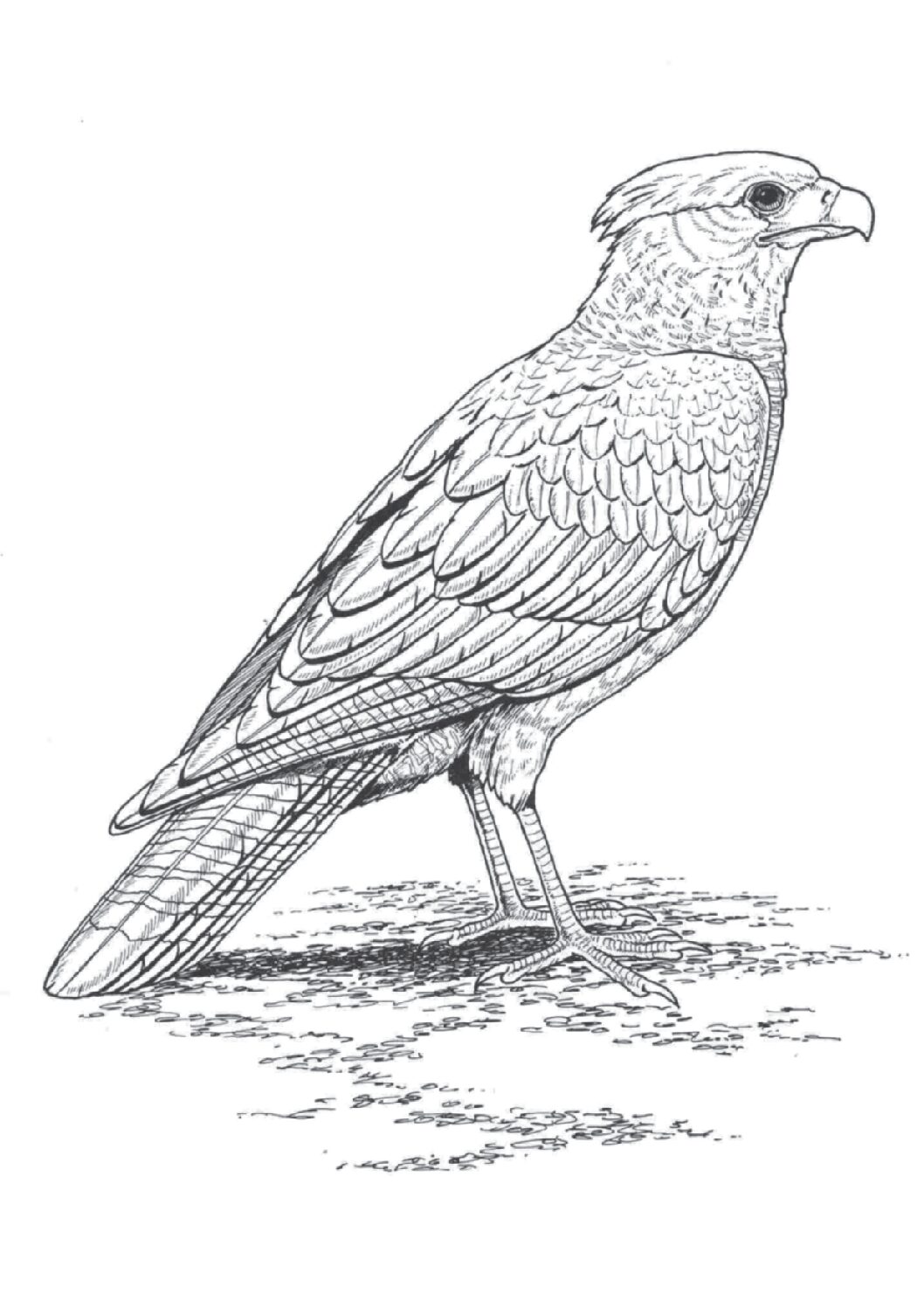 Crested caracara