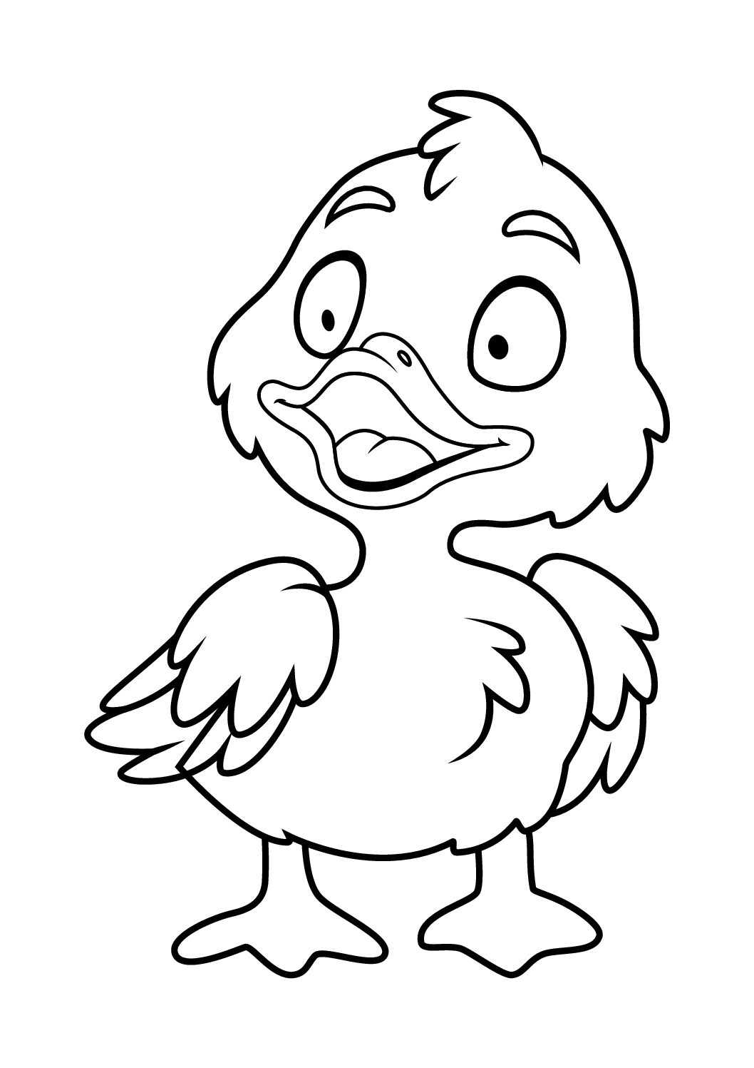 Duck