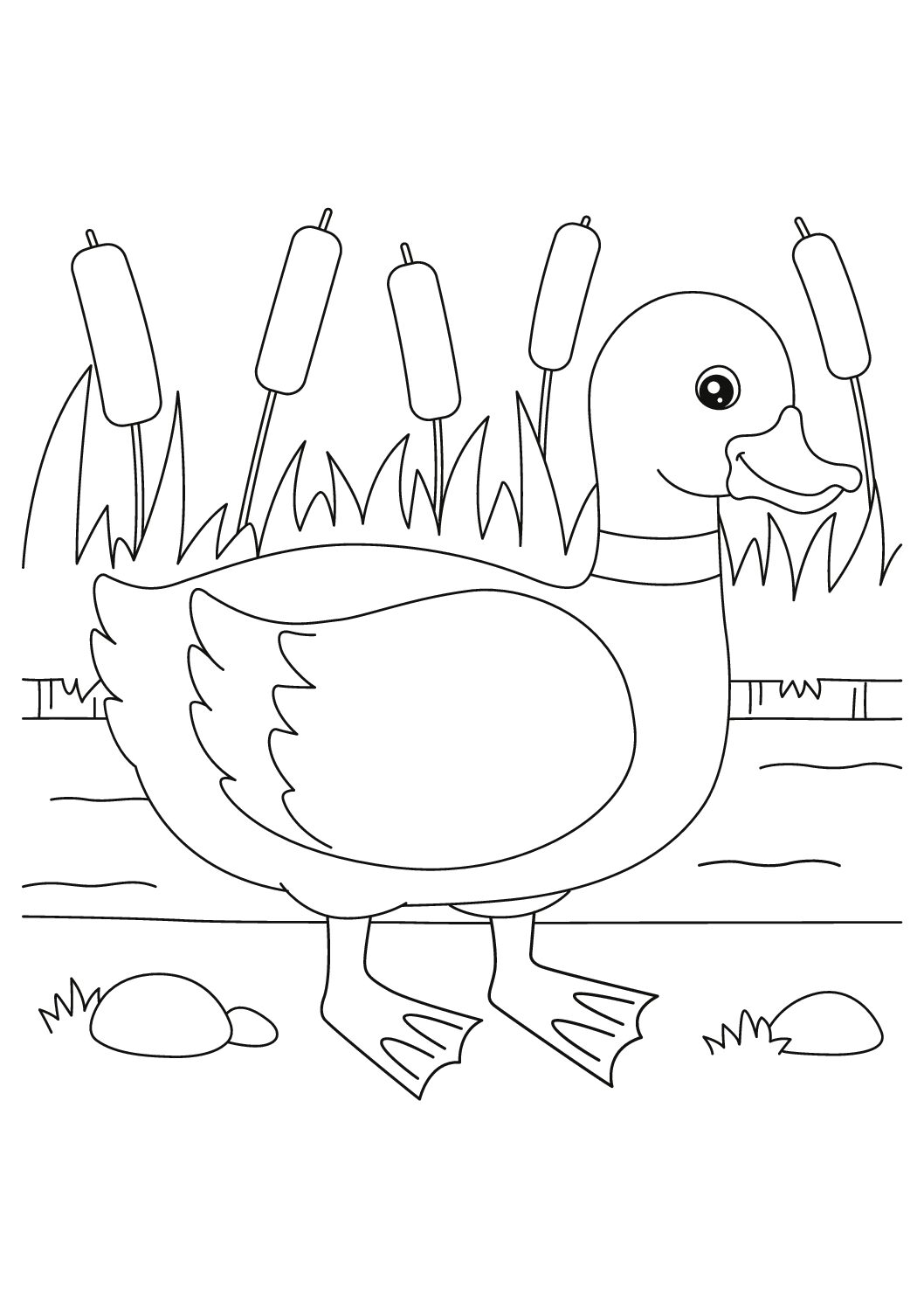 Duck