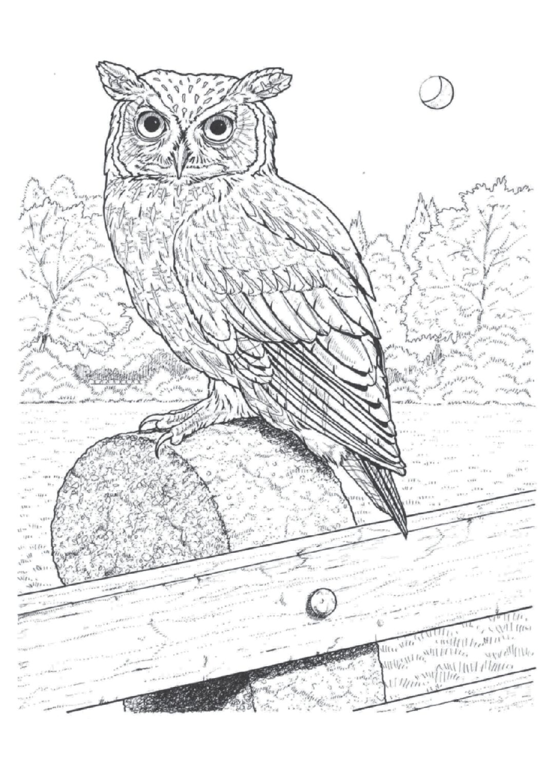 Eastern screech owl