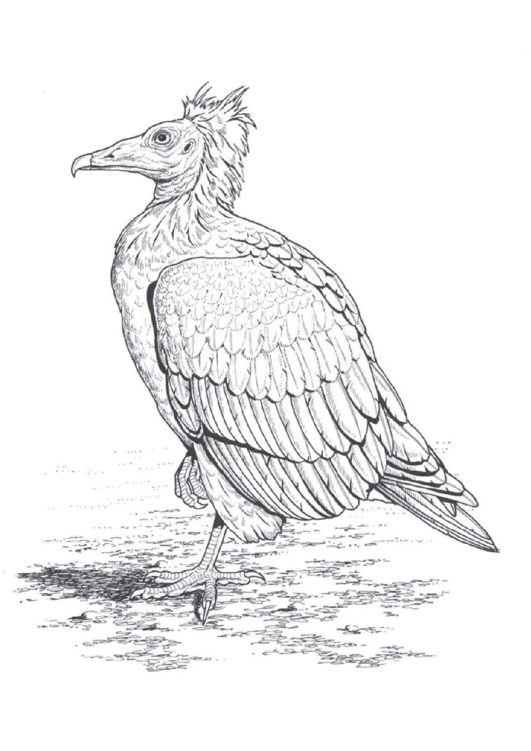 Egyptian vulture