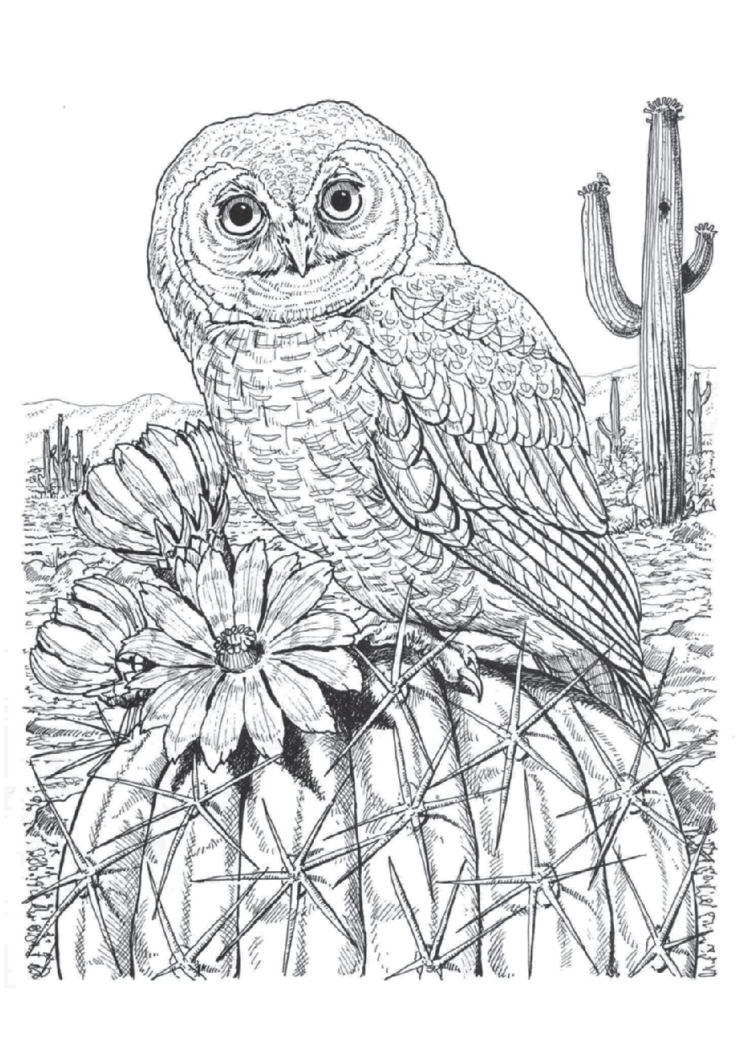 Elf owl