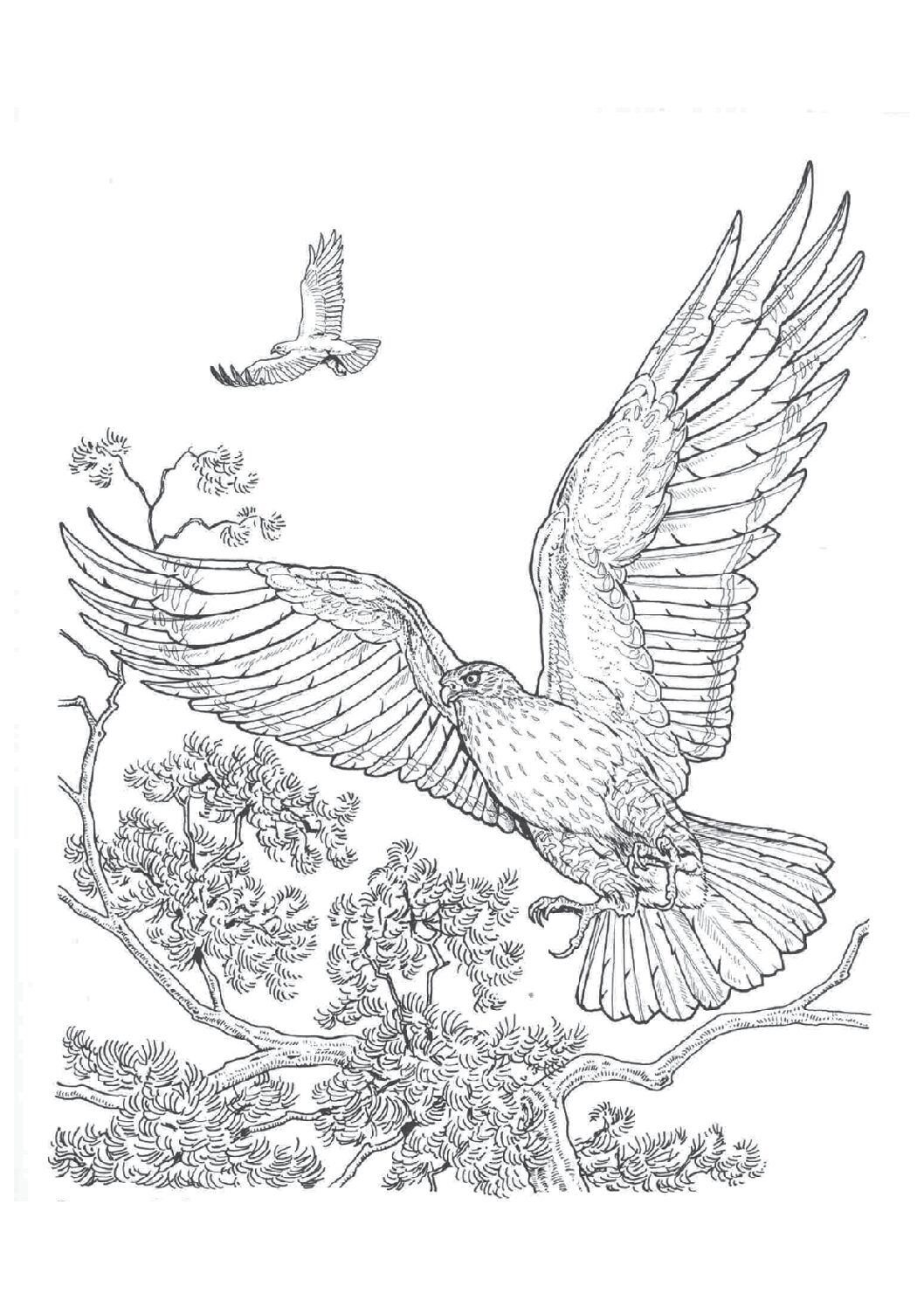 Ferriginous hawk