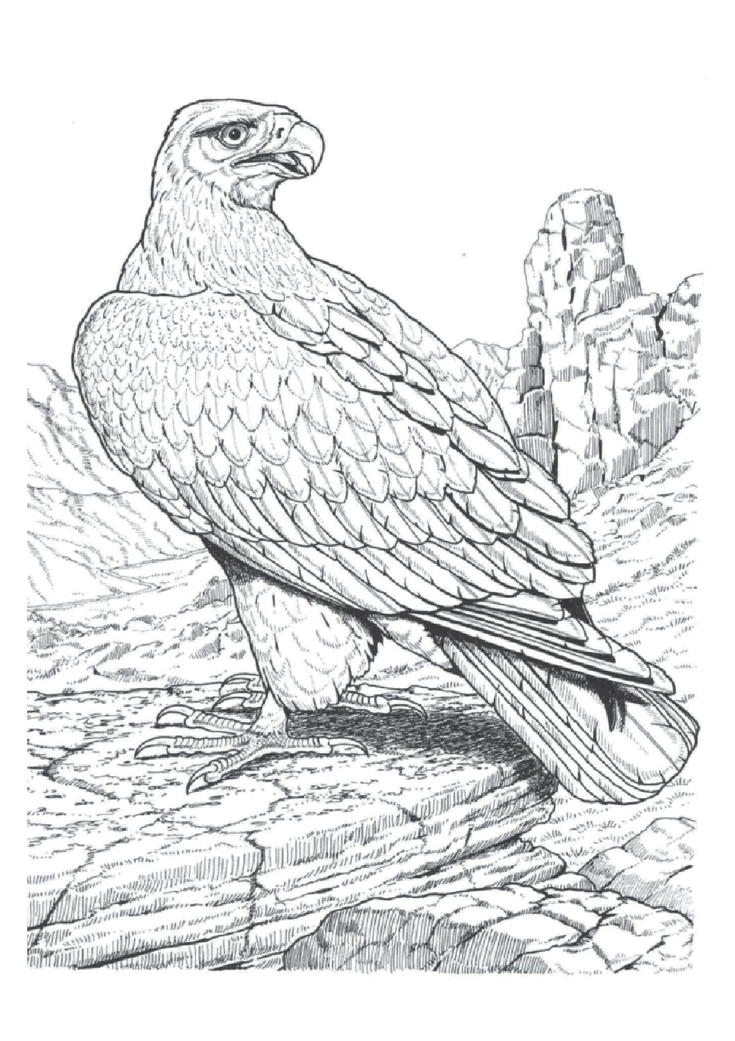 Golden eagle