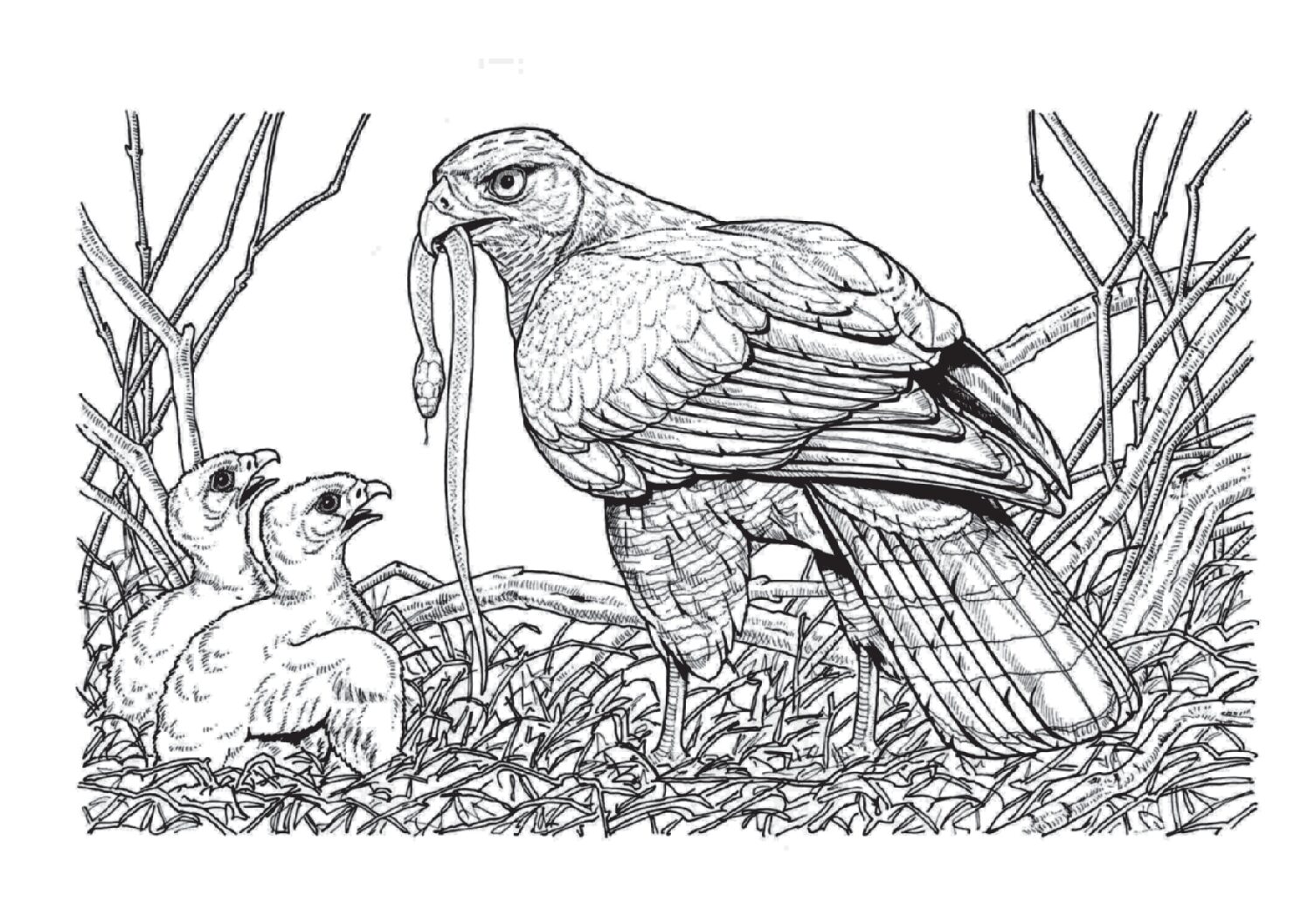 Gray hawk