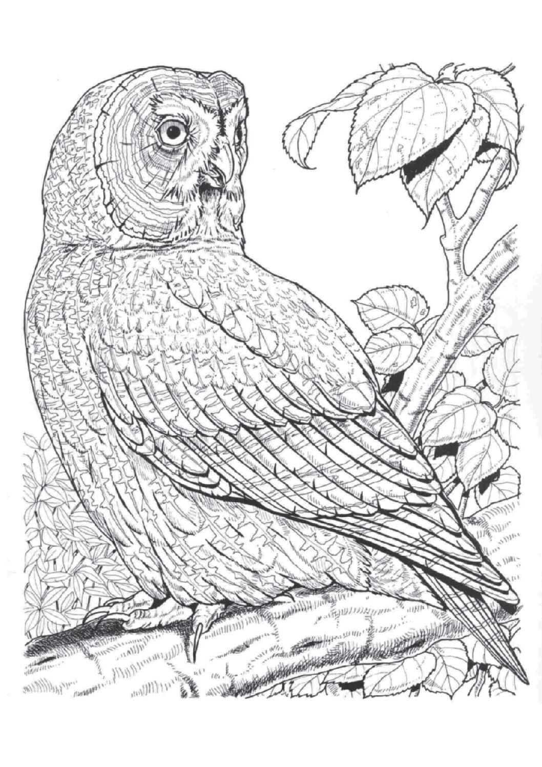 Great gray owl