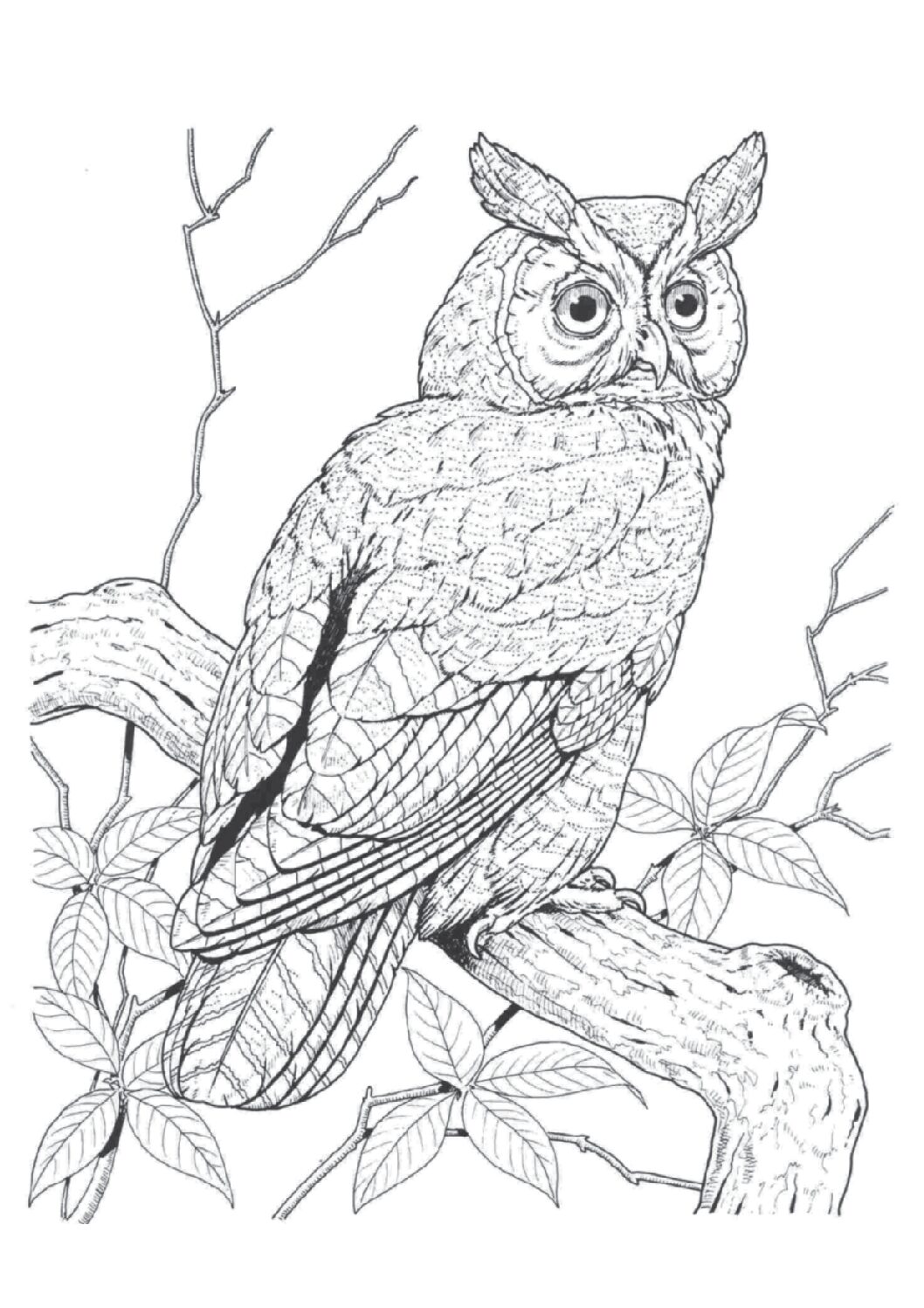 Great horned owl
