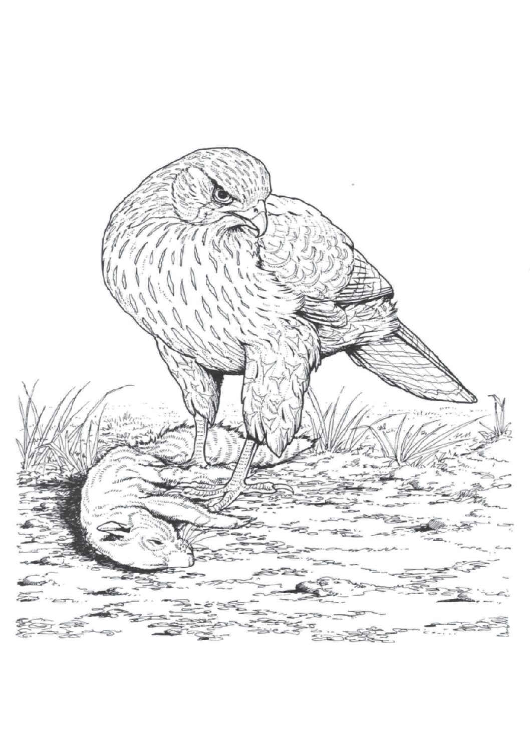 Gyrfalcon