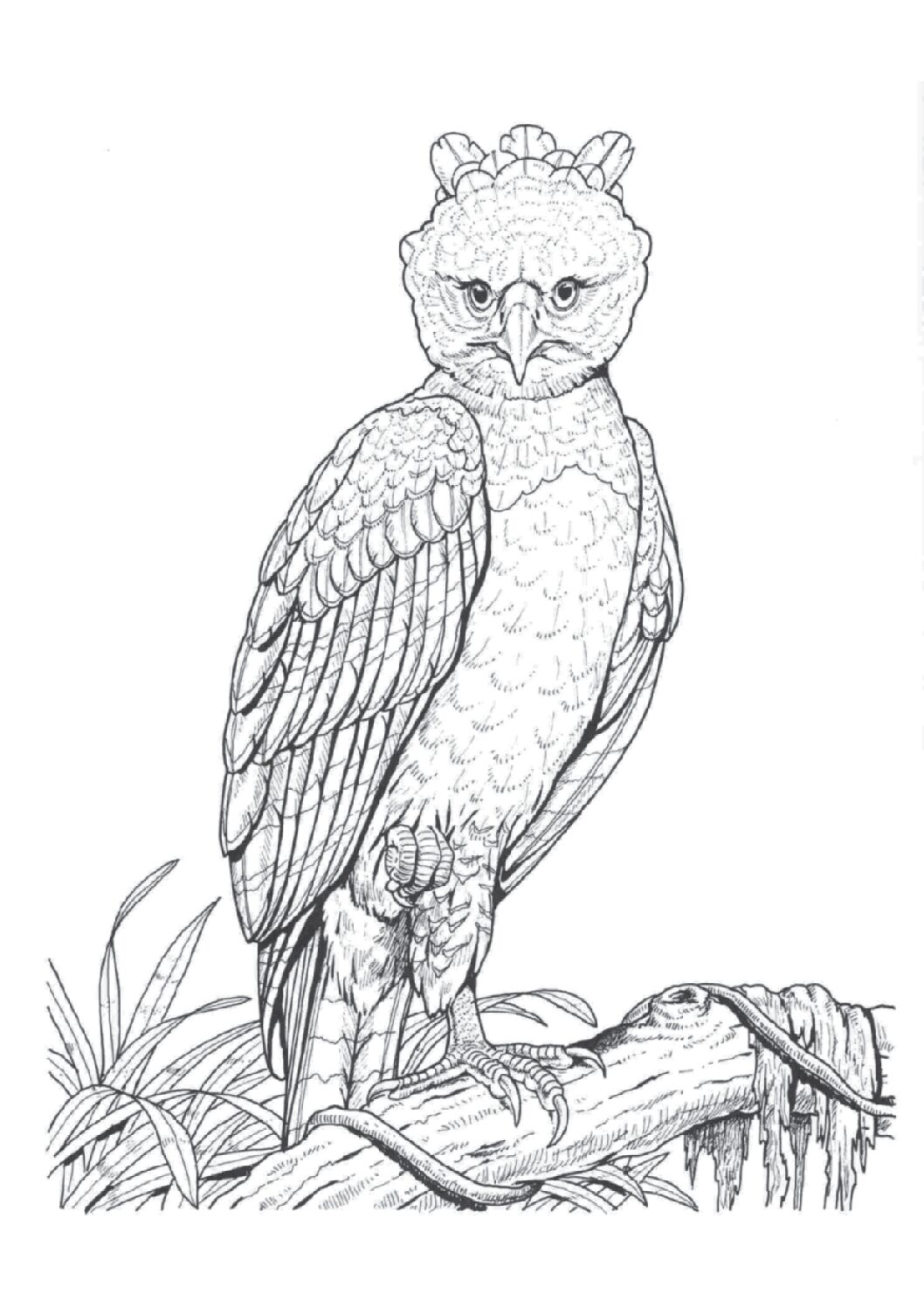 Harpy eagle
