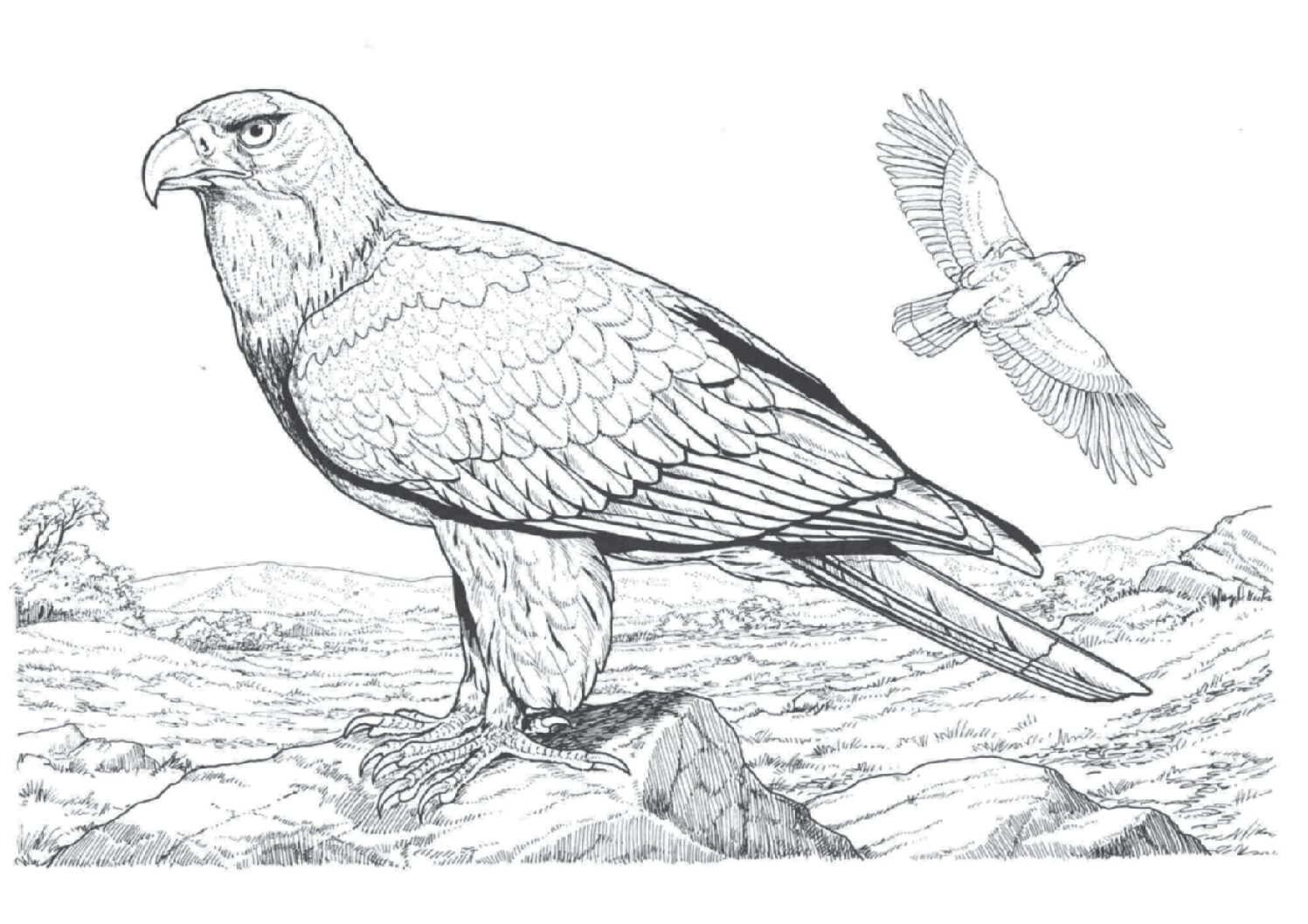 Imperial eagle