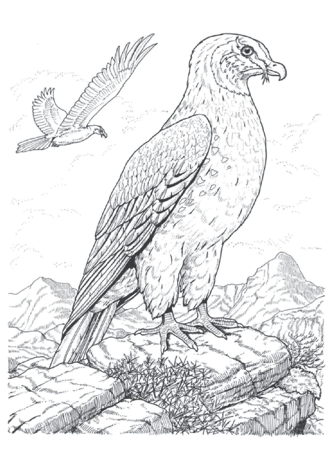 Lammergeier