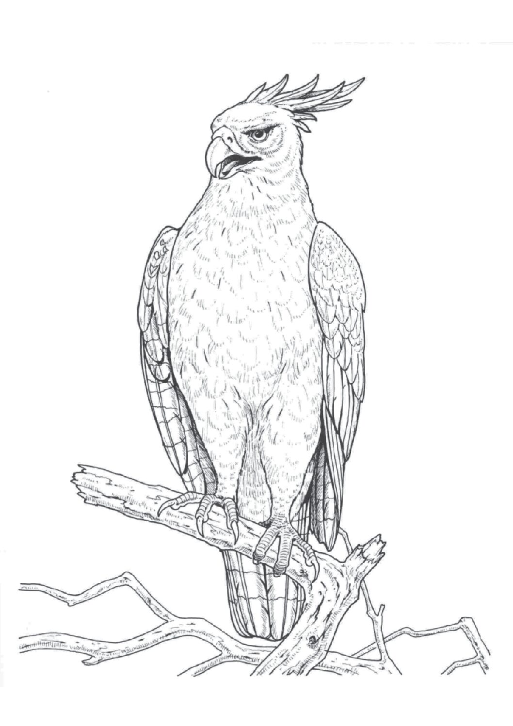 Long-crested hawk eagle
