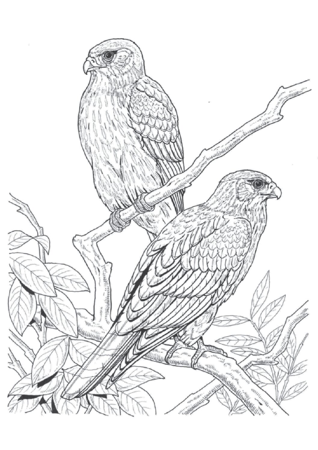 Merlin