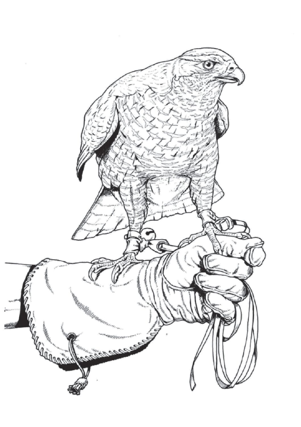Northern goshawk