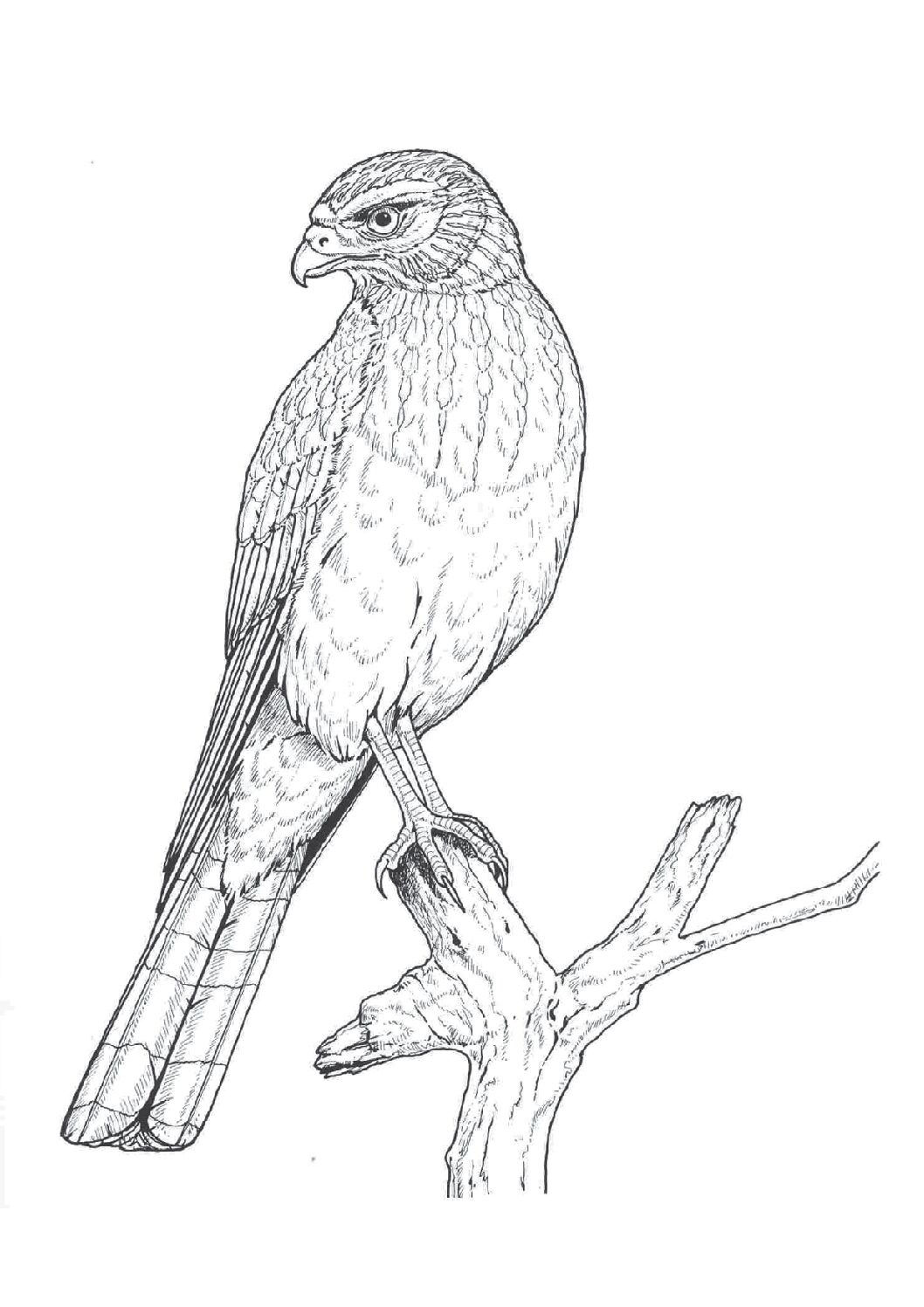 Northern harrier
