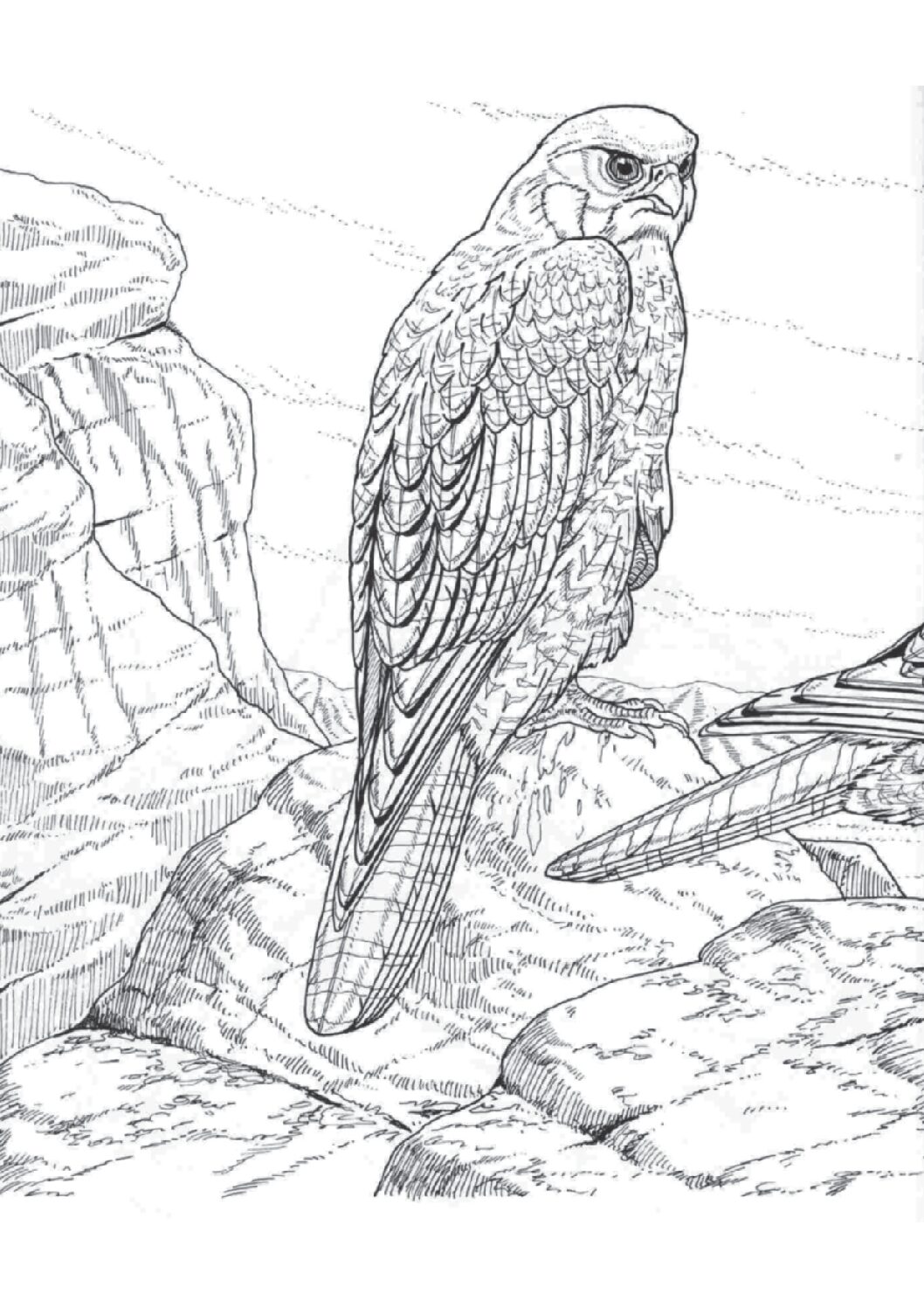 Peregrine Falcon
