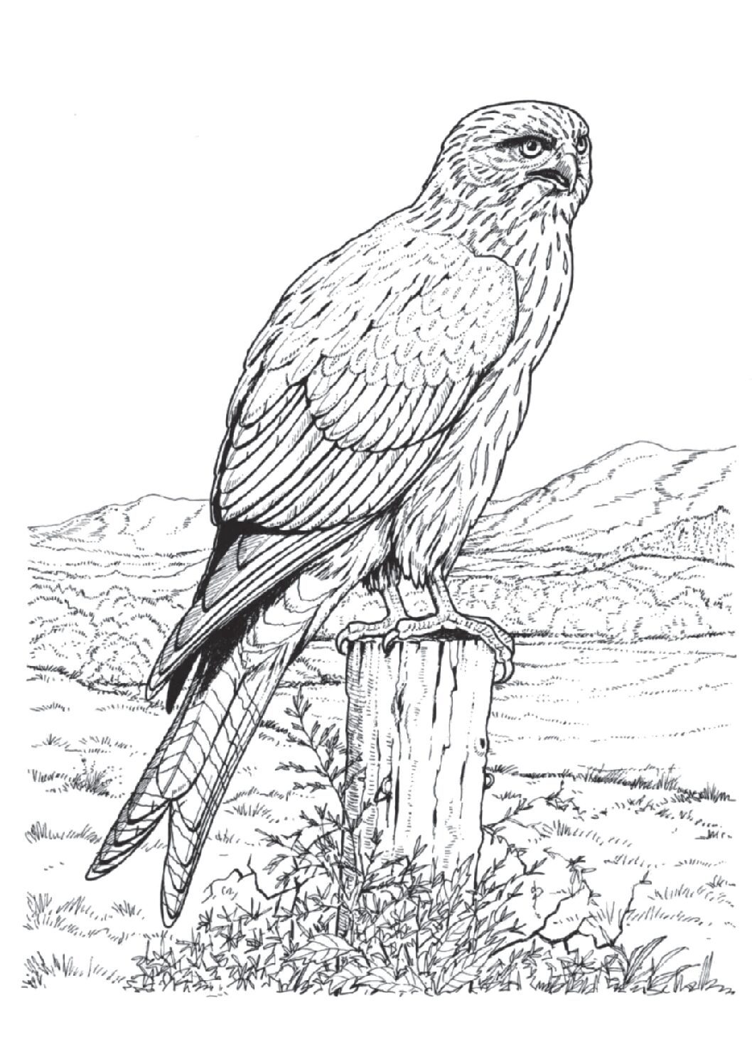 Red kite