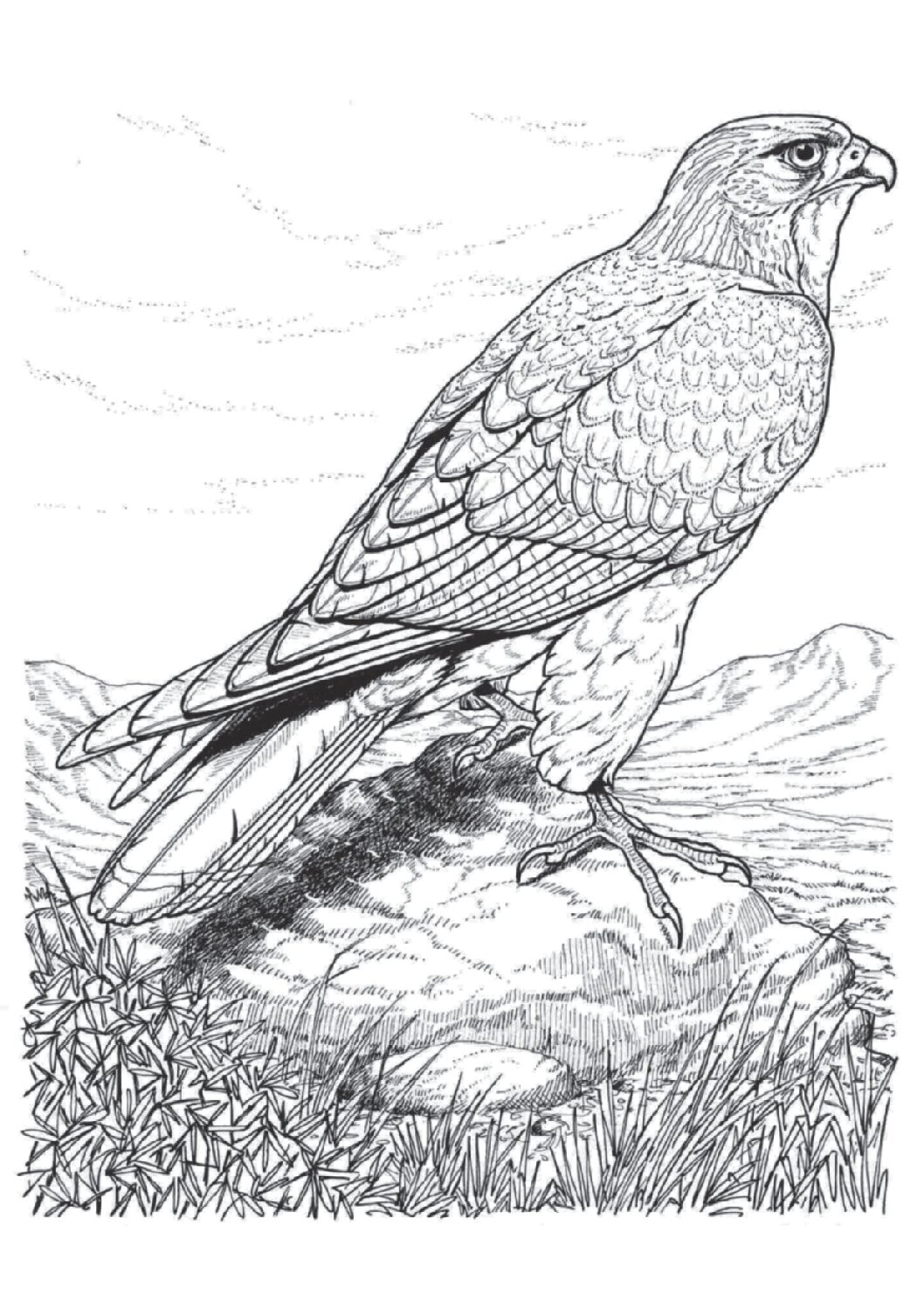 Red tailed hawk