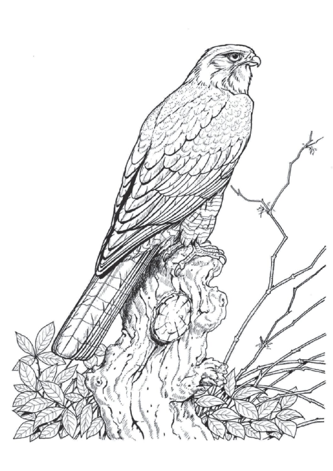 Sharp-shinned hawk