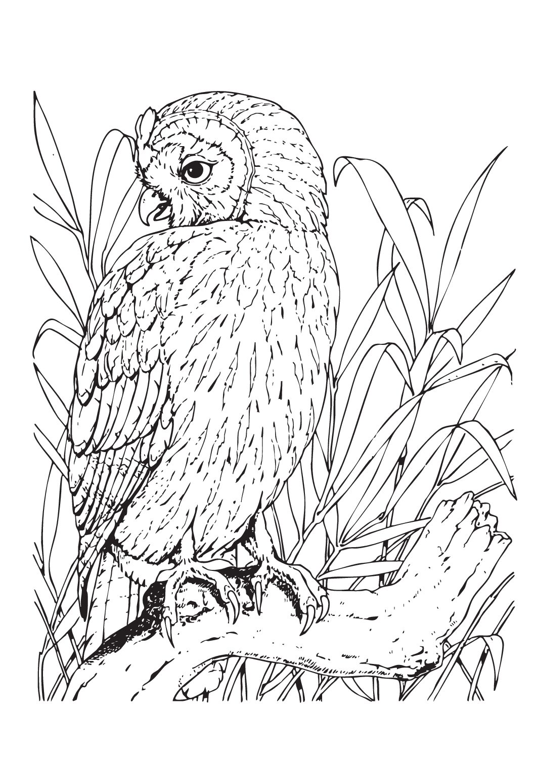 Short eared owl