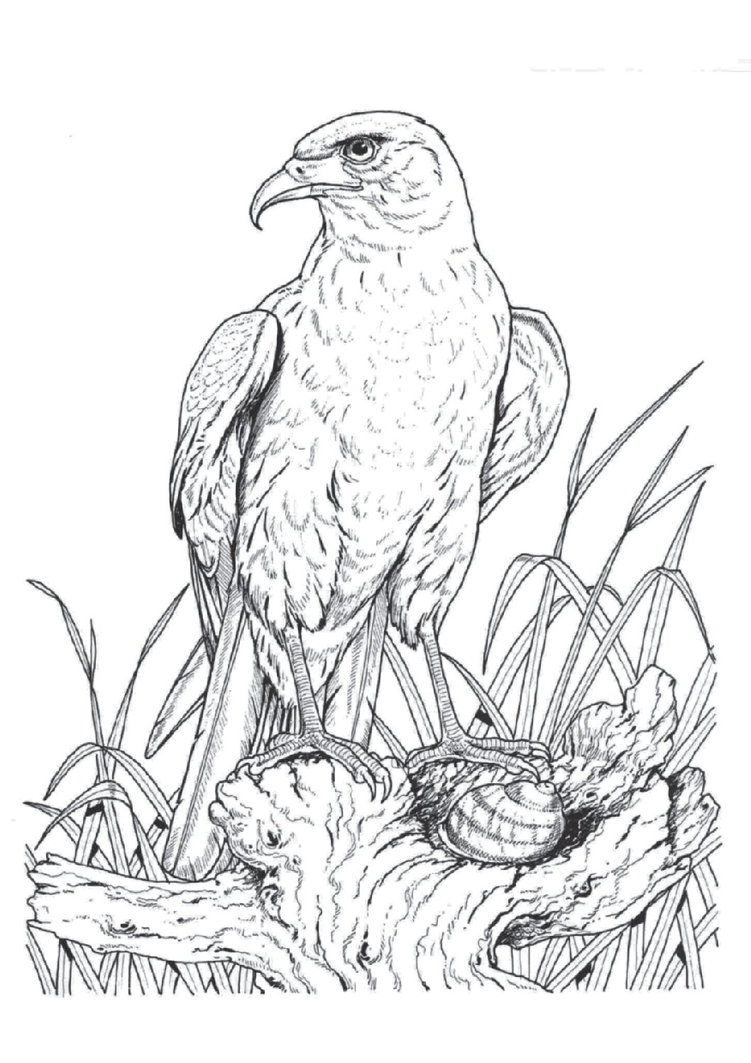 Snail kite