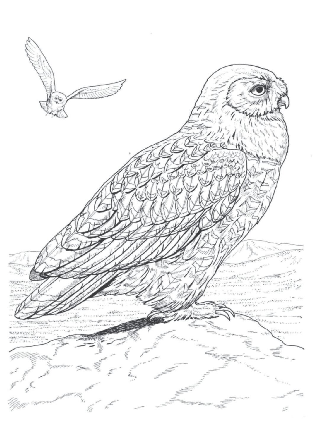 Snowy owl