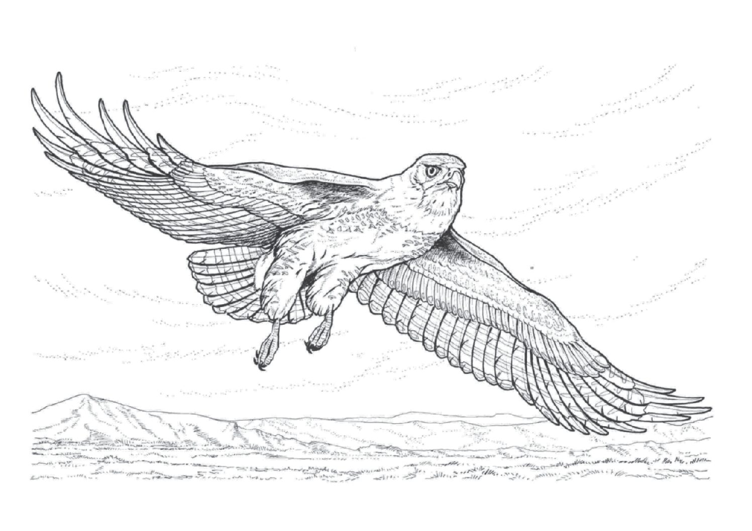 Swainson’s hawk