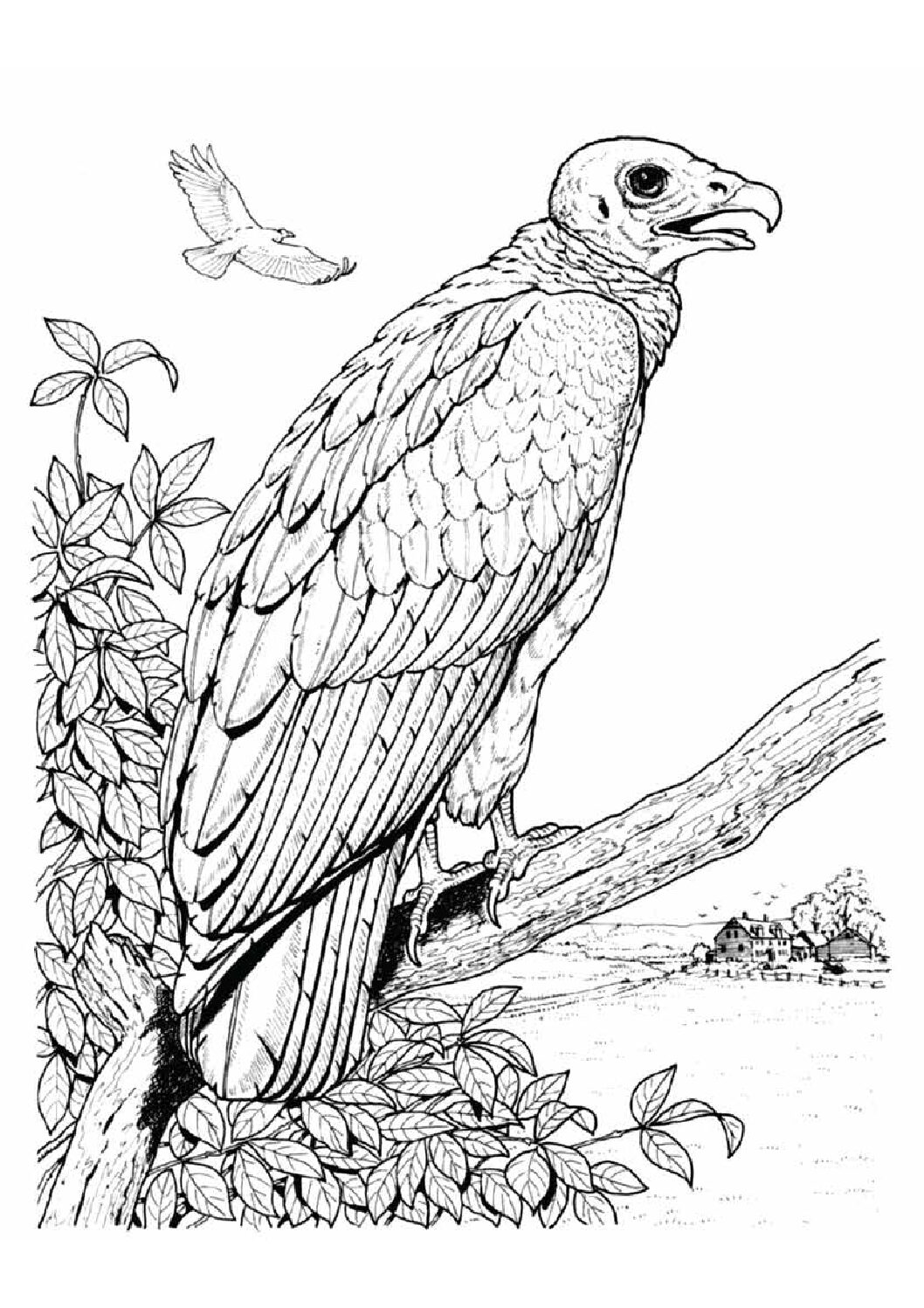 Turkey vulture on a branch