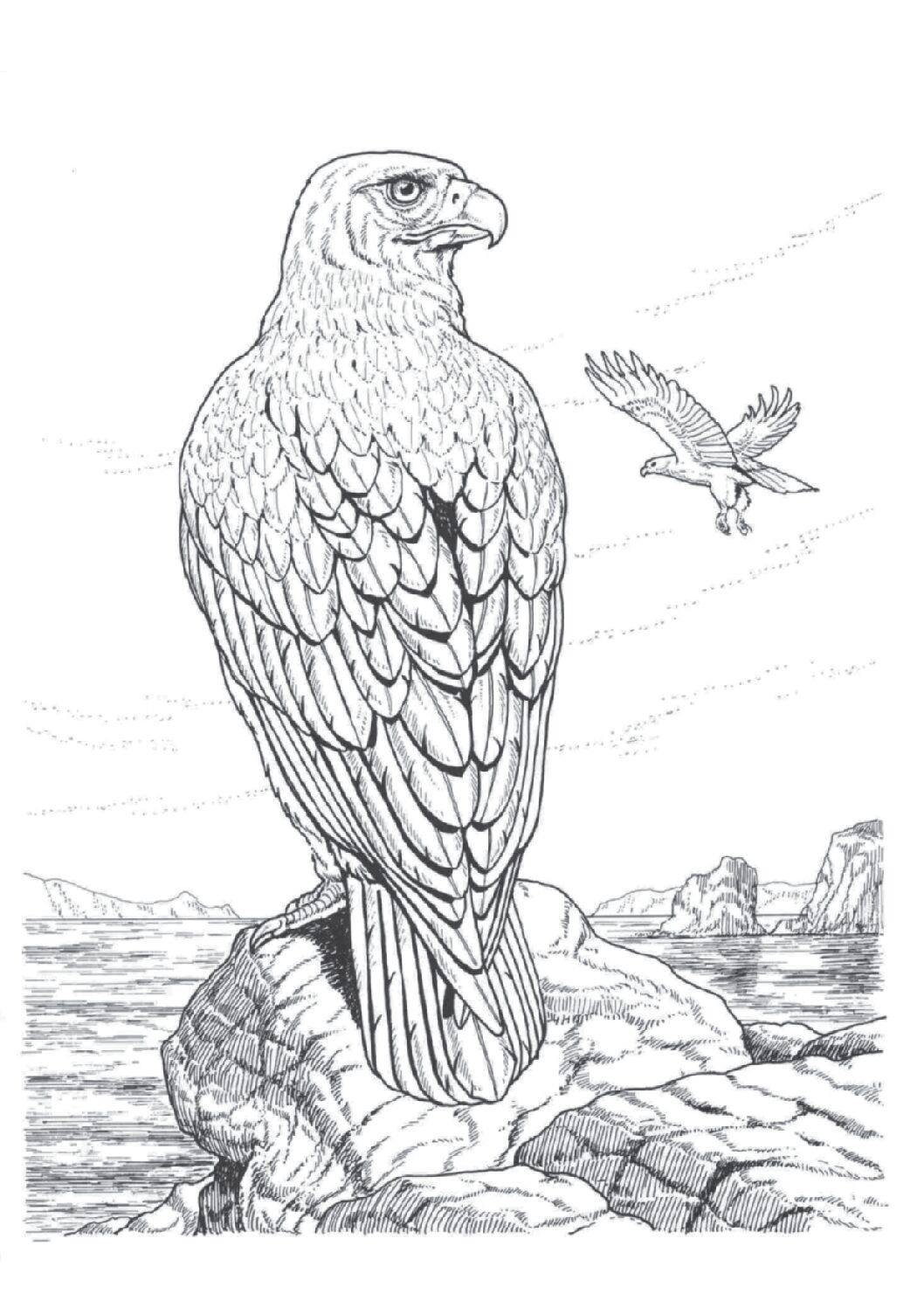 White tailed eagle